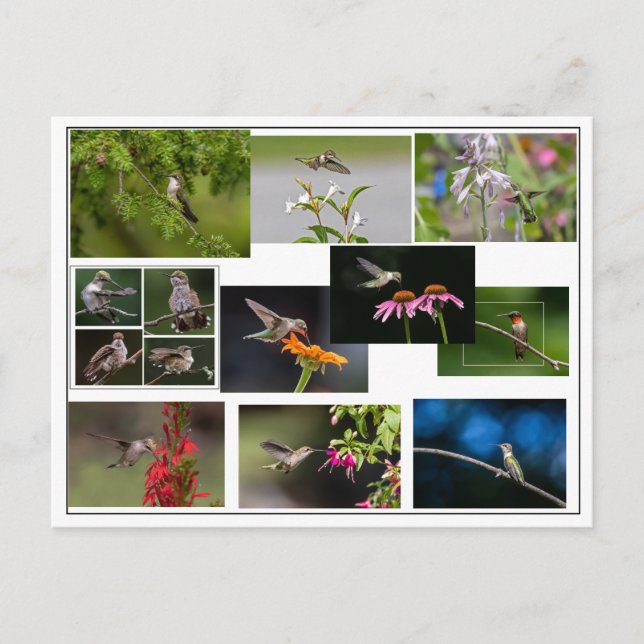 Cartão Postal Colagem de Hummingbird (Frente)