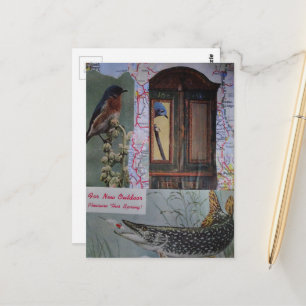 Cartão Postal Colagem de Pássaros e Peixes
