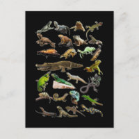 Colagem de Répteis Lagarto Gecko Dragão Barbudo