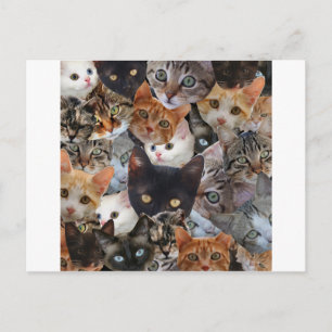 Cartão Postal Colagem do gatinho