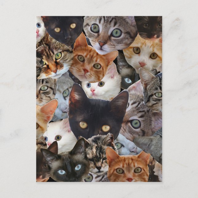 Cartão Postal Colagem do gatinho (Frente)