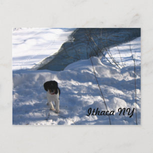 Cartão Postal Cold Puppy
