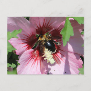 Cartão Postal Coleção Busy Be Pólen em um Hibisco