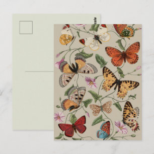 Cartão Postal Coleção de Desenhos de Mariposa Borboleta Natureza