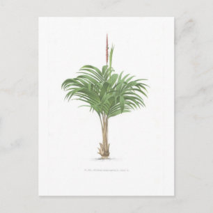 Cartão Postal Coleção de Desenhos de Palma
