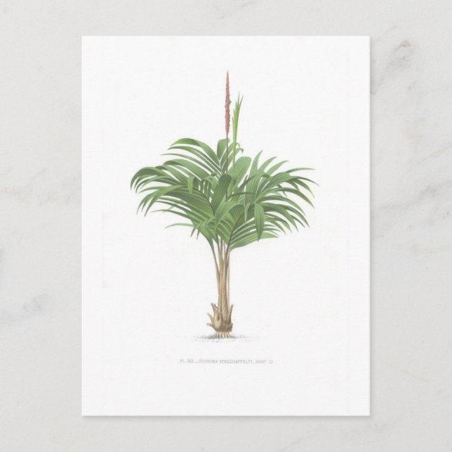 Cartão Postal Coleção de Desenhos de Palma (Frente)