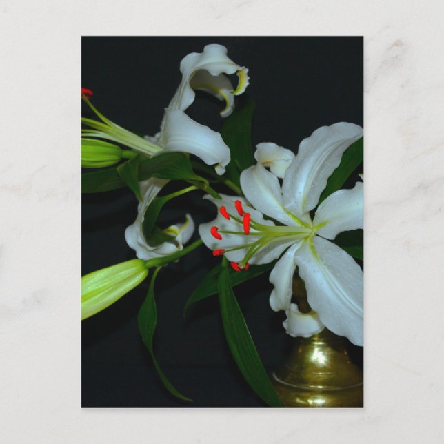 Cartão Postal Coleção de Design e Flores irlandesas (Frente)