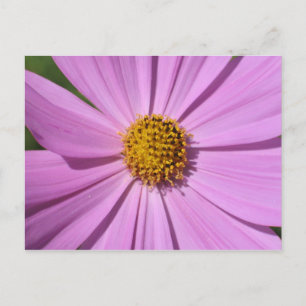 Cartão Postal Coleção de Flores N. º 4
