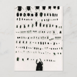Cartão Postal Coleção de insetos de Darwin