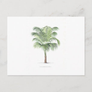 Cartão Postal Coleção de Palmas Tropicais - imagem 1