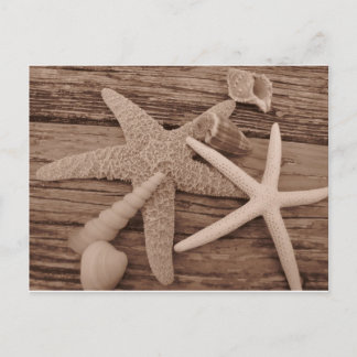 Cartão Postal Coleção de Shell