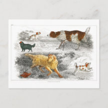 Coleção de vários cães por Oliver Goldsmith