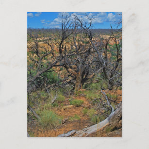 Cartão Postal Coleção "Parque Nacional Mesa Verde"