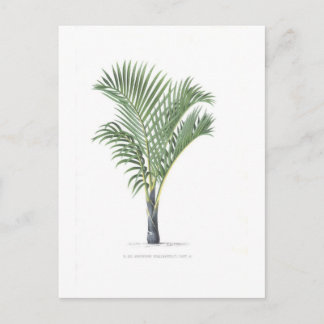 Cartão Postal Coleção tropical da palma - imagem 3