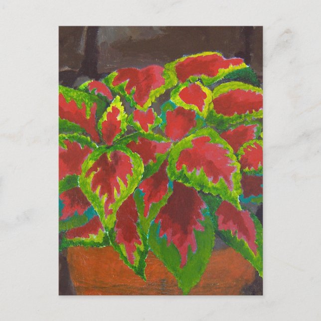 Cartão Postal Coleus em Terracotta (Frente)