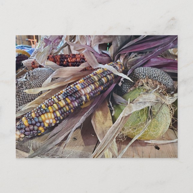 Cartão Postal Colheita (Frente)