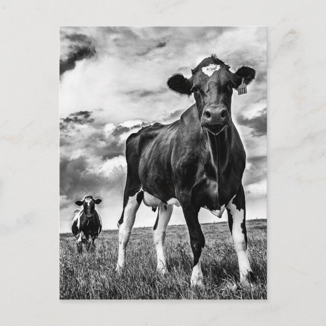 Cartão Postal Colheita BW (Frente)