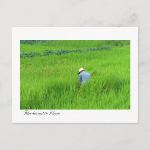 Cartão Postal Colheita de arroz em Waegwan, Southkorea