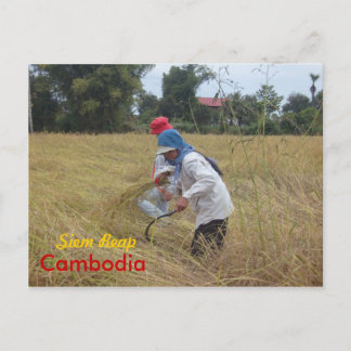 Cartão Postal Colheita de Arroz nos campos fora de Siem Reap