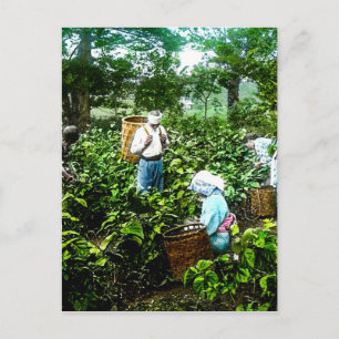 Cartão Postal Colheita De Chá Verde Deixa Antigos Fazendeiros J