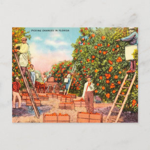 Cartão Postal Colheita de Laranjas Antigas na Viagem à Flórida