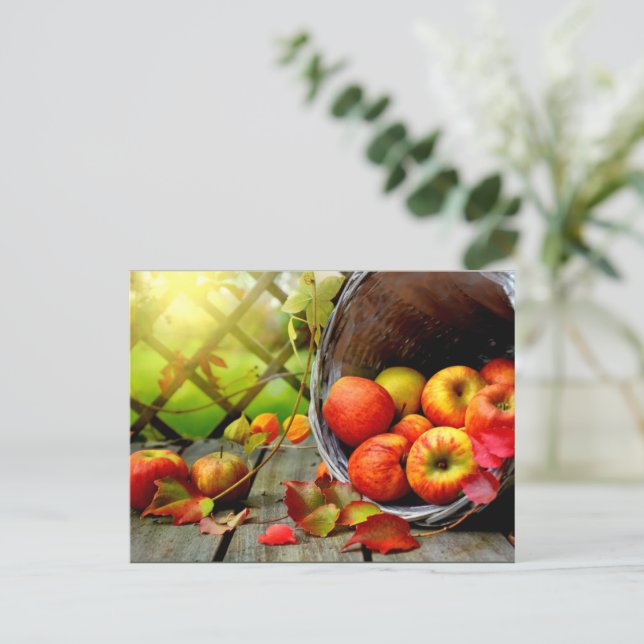 Cartão Postal Colheita de Maçãs (Em pé/Frente)