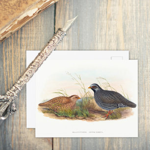 Cartão Postal Colheita de Montanha - Aves