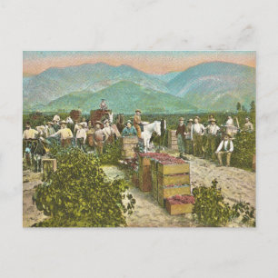 Cartão Postal Colheita de Uva Vintage