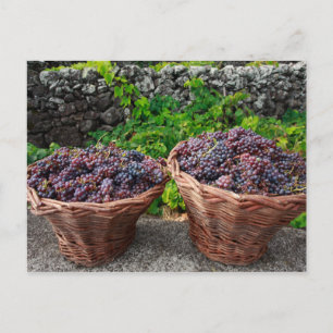 Cartão Postal Colheita de uvas