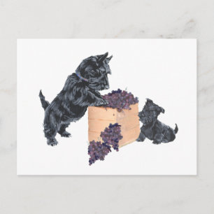 Cartão Postal Colheita de Uvas dos Terriers Escoceses