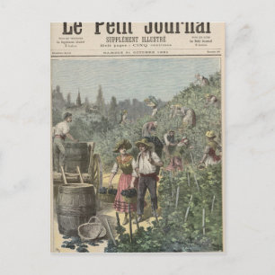 Cartão Postal Colheita De Vinhos