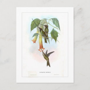 Cartão Postal Colibri