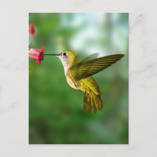 Cartão Postal Colibri De Oro República Dominicana (Frente)