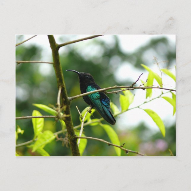 Cartão Postal Colibri (Hummingbird) - Martinica, FWI (Frente)