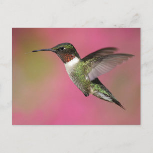 Cartão Postal Colibri Throated do rubi
