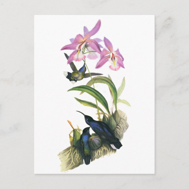 Cartão Postal Colibris e orquídeas cor-de-rosa (Frente)