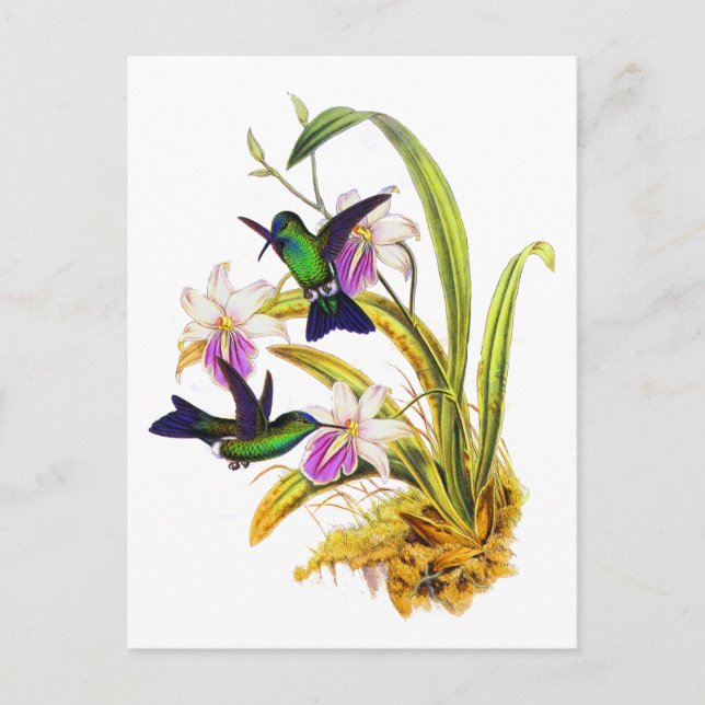 Cartão Postal Colibris e orquídeas roxas (Frente)