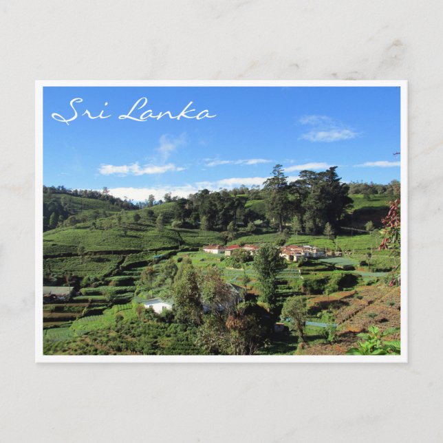 Cartão Postal colinas de chá (Frente)