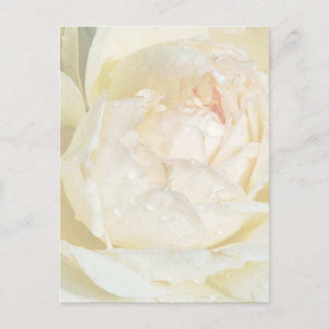 Cartão Postal Colírio em Champanhe Blush White Rose floral Po (Frente)