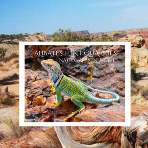 Cartão Postal Collared Lizard, Alibates Flint Quarries, Texas Po