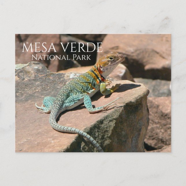 Cartão Postal Collared Lizard on Rock, Mesa Verde NP, Colorado (Frente)
