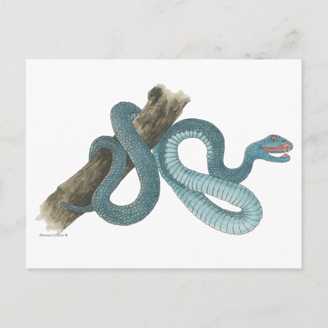 Cartão Postal Collection Austrailian  snake Post Card (Frente)