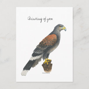 Cartão Postal Collection Falcon