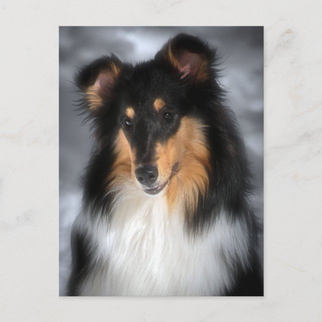 Cartão Postal Collie (Frente)