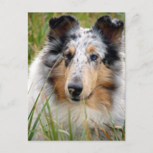 Cartão Postal Collie