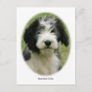 Cartão Postal Collie 9Y049D-018