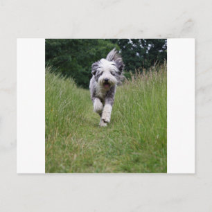 Cartão Postal collie barbudo em movimento.png