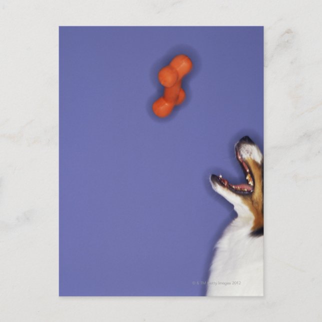 Cartão Postal Collie catando osso plástico (Frente)