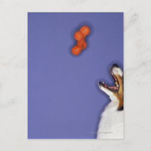Cartão Postal Collie catando osso plástico