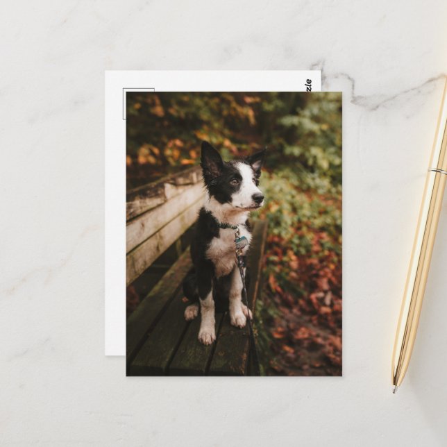 Cartão Postal Collie da fronteira branca e negra no Park Bench (Frente/Verso In Situ)